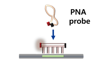 PNA assay