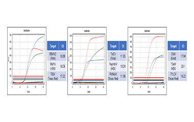 식물바이러스 3종에 대한multiplex-qRT detection kit