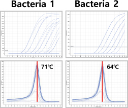식물세균병 2T종에 대한 진단 및 지노타입핑 키트