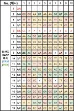 원산지 구분을 위한 SNP 지노타입핑 키트